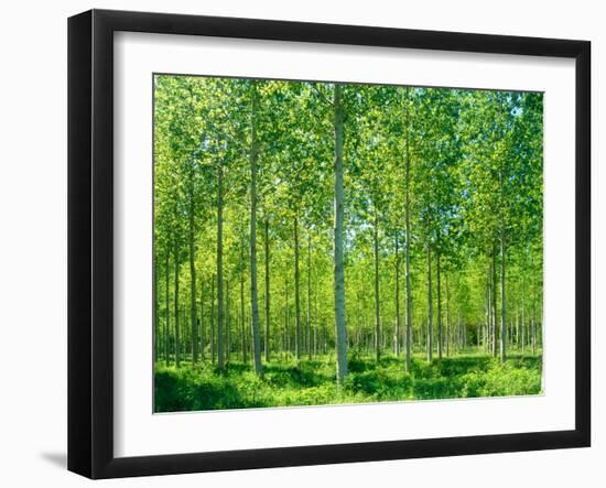 Today-Craig Roberts-Framed Photographic Print