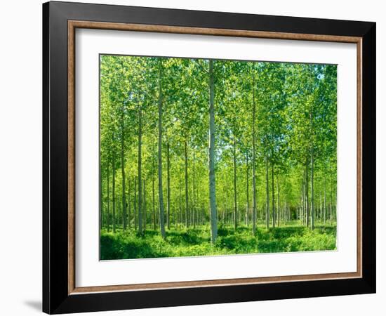 Today-Craig Roberts-Framed Photographic Print