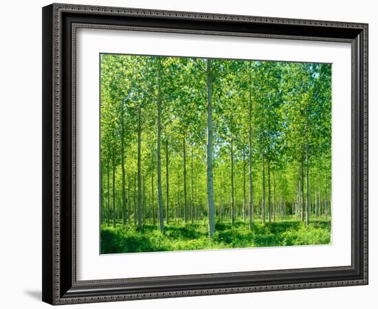 Today-Craig Roberts-Framed Photographic Print