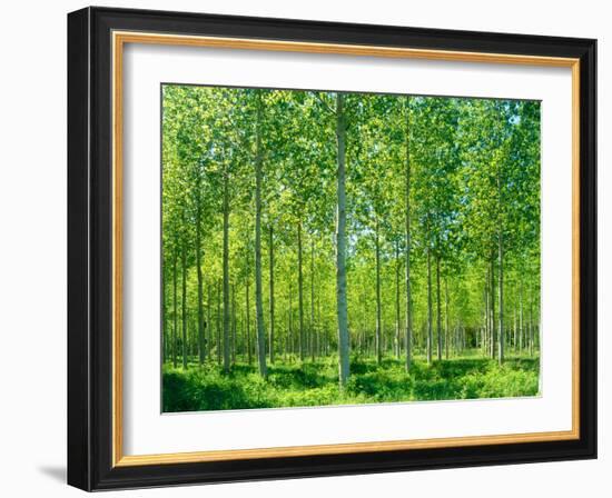 Today-Craig Roberts-Framed Photographic Print