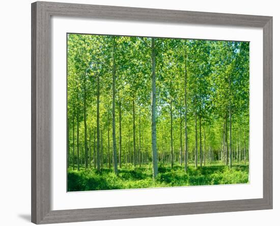 Today-Craig Roberts-Framed Photographic Print