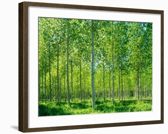 Today-Craig Roberts-Framed Photographic Print