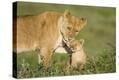 Stretched Canvas Print