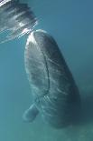Bowhead Whale (Balaena Mysticetus) Rubbing Off Flaking Skin On The Ocean Bottom-Todd Mintz-Photographic Print