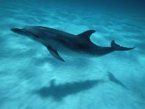 Atlantic Spotted Dolphin and Shadow on Seabed, Bahamas-Todd Pusser-Photographic Print