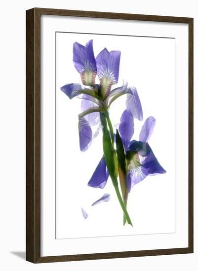 Todd's Iris Dance-Julia McLemore-Framed Photographic Print