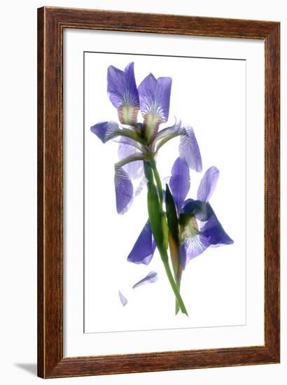 Todd's Iris Dance-Julia McLemore-Framed Photographic Print