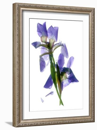 Todd's Iris Dance-Julia McLemore-Framed Photographic Print