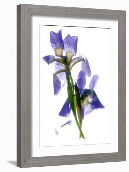 Todd's Iris Dance-Julia McLemore-Framed Photographic Print