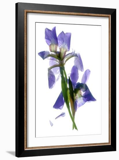 Todd's Iris Dance-Julia McLemore-Framed Photographic Print