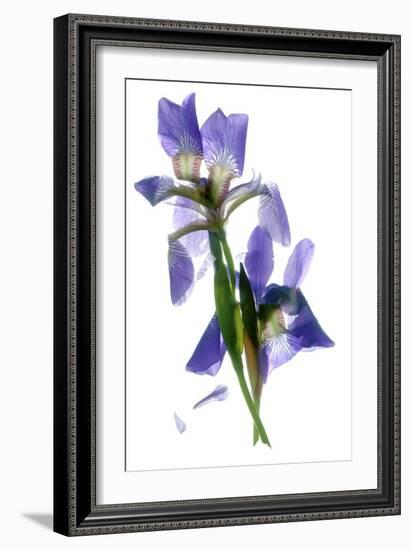 Todd's Iris Dance-Julia McLemore-Framed Photographic Print