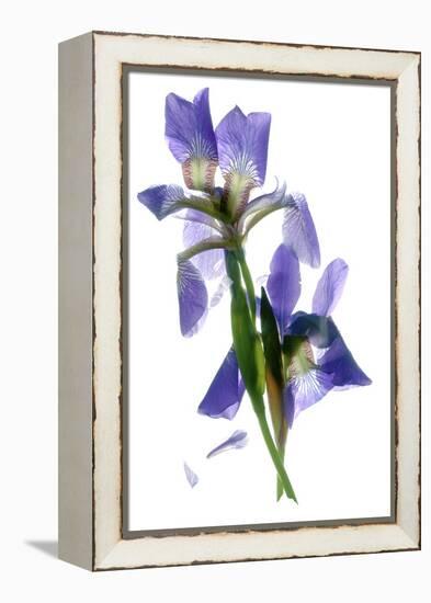 Todd's Iris Dance-Julia McLemore-Framed Premier Image Canvas