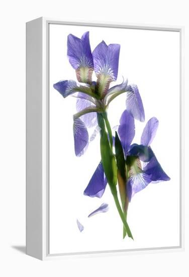 Todd's Iris Dance-Julia McLemore-Framed Premier Image Canvas