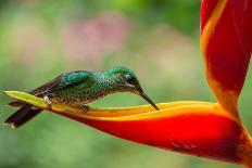 A Green-Crowned Brilliant Hummingbird Feeding-Todd Sowers Photography-Photographic Print