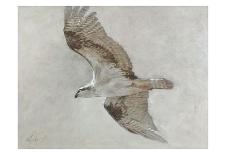 Searching Osprey-Todd Telander-Art Print
