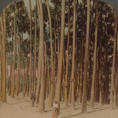 Toddy Palms 100 Ft Tall Pagan Burma 1907 Photographic Print By Elmer Underwood Art Com