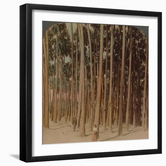 'Toddy palms 100 ft. tall, Pagan, Burma', 1907-Elmer Underwood-Framed Photographic Print