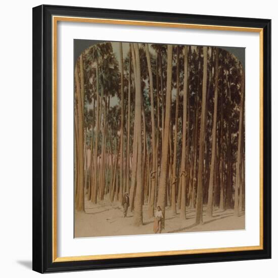 'Toddy palms 100 ft. tall, Pagan, Burma', 1907-Elmer Underwood-Framed Photographic Print