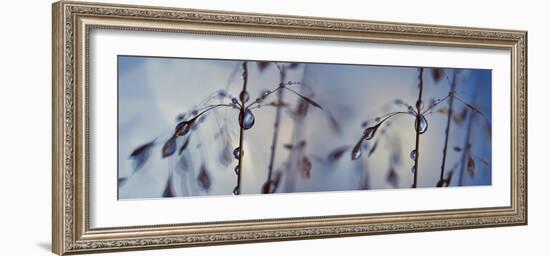 Togetherness-Heidi Westum-Framed Photographic Print