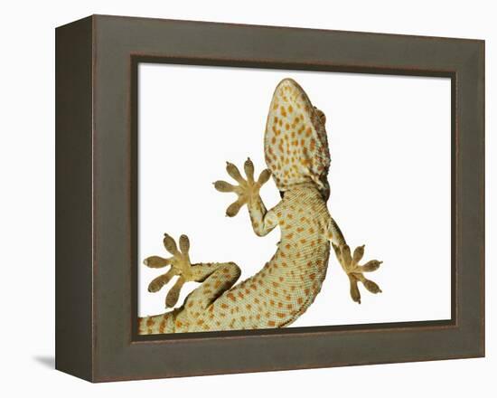 Tokay Gecko From Below-Martin Harvey-Framed Premier Image Canvas