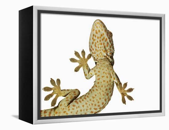 Tokay Gecko From Below-Martin Harvey-Framed Premier Image Canvas