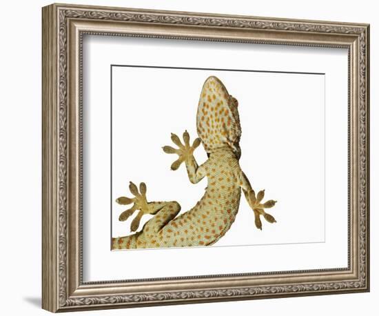 Tokay Gecko From Below-Martin Harvey-Framed Photographic Print