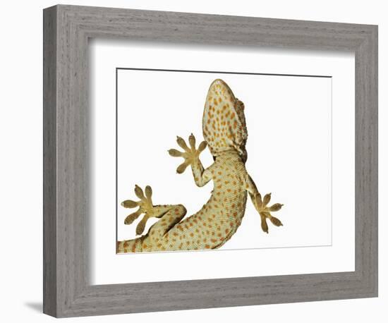 Tokay Gecko From Below-Martin Harvey-Framed Photographic Print