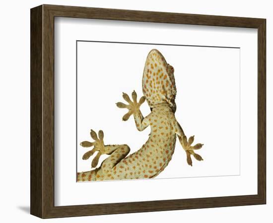 Tokay Gecko From Below-Martin Harvey-Framed Photographic Print