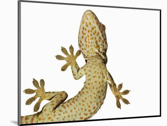 Tokay Gecko From Below-Martin Harvey-Mounted Photographic Print