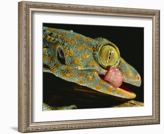 Tokay Gecko Using Tongue to Clean Eye, Southeast Asia-James Gritz-Framed Photographic Print