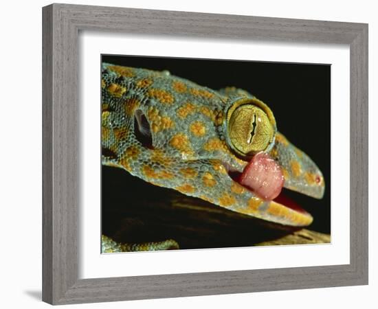 Tokay Gecko Using Tongue to Clean Eye, Southeast Asia-James Gritz-Framed Photographic Print