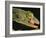 Tokay Gecko Using Tongue to Clean Eye, Southeast Asia-James Gritz-Framed Photographic Print