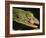 Tokay Gecko Using Tongue to Clean Eye, Southeast Asia-James Gritz-Framed Photographic Print