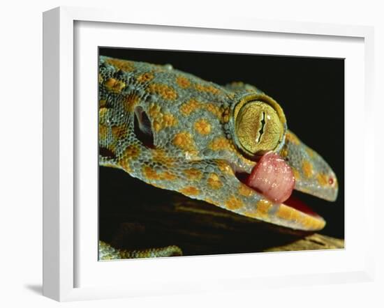 Tokay Gecko Using Tongue to Clean Eye, Southeast Asia-James Gritz-Framed Photographic Print