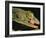 Tokay Gecko Using Tongue to Clean Eye, Southeast Asia-James Gritz-Framed Photographic Print