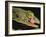 Tokay Gecko Using Tongue to Clean Eye, Southeast Asia-James Gritz-Framed Photographic Print