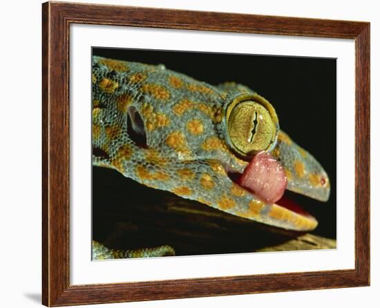 Tokay Gecko Using Tongue to Clean Eye, Southeast Asia-James Gritz-Framed Photographic Print