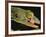 Tokay Gecko Using Tongue to Clean Eye, Southeast Asia-James Gritz-Framed Photographic Print