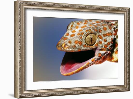 Tokay Gecko-Linda Wright-Framed Photographic Print