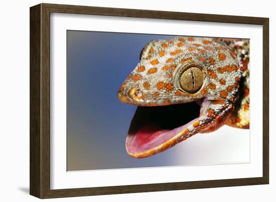 Tokay Gecko-Linda Wright-Framed Photographic Print