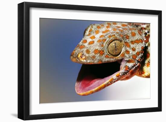 Tokay Gecko-Linda Wright-Framed Photographic Print