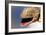 Tokay Gecko-Linda Wright-Framed Photographic Print