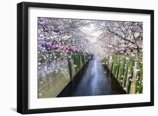 Tokyo, Japan at the Meguro Canal during the Spring Cherry Blossom Festival.-SeanPavonePhoto-Framed Photographic Print