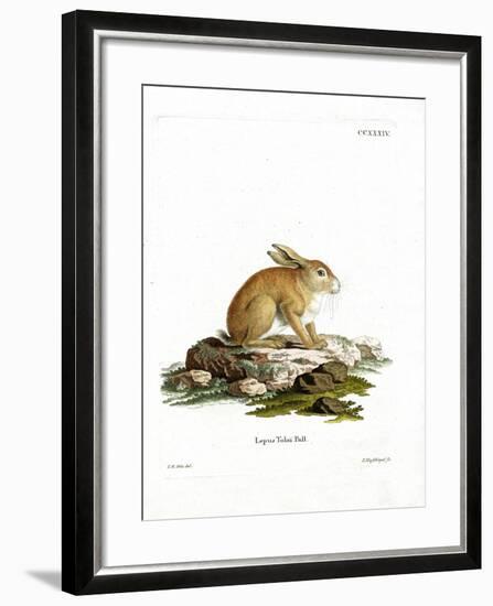 Tolai Hare-null-Framed Giclee Print