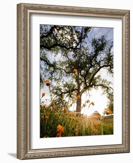 Tollhouse Ranch, Caliente, California: Rolling Green Hills and Oak Trees of the Tollhouse Ranch.-Ian Shive-Framed Photographic Print