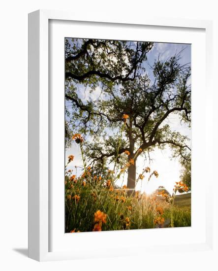 Tollhouse Ranch, Caliente, California: Rolling Green Hills and Oak Trees of the Tollhouse Ranch.-Ian Shive-Framed Photographic Print