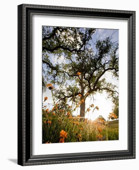 Tollhouse Ranch, Caliente, California: Rolling Green Hills and Oak Trees of the Tollhouse Ranch.-Ian Shive-Framed Photographic Print