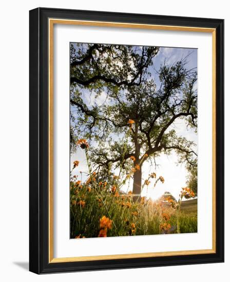 Tollhouse Ranch, Caliente, California: Rolling Green Hills and Oak Trees of the Tollhouse Ranch.-Ian Shive-Framed Photographic Print