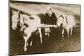 Photographic Print