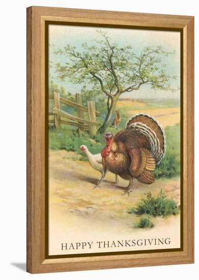 Tom and Hen Turkeys-null-Framed Stretched Canvas